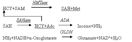 Strong interference resistant homocysteine detection kit