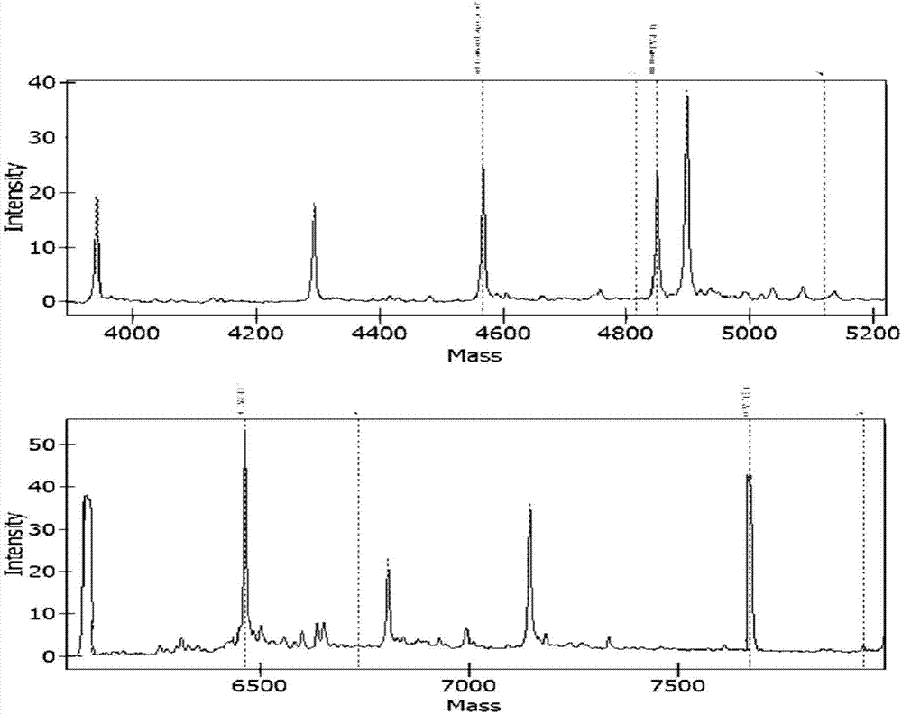 Nucleic acid mass spectrometry method for detecting 10 common pathogenic bacteria of clinical infection
