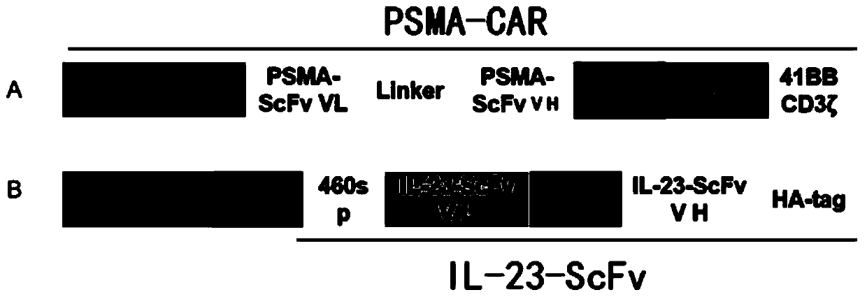 Prostate cancer-targeting CAR-T cell drug capable of secreting IL-23 antibody