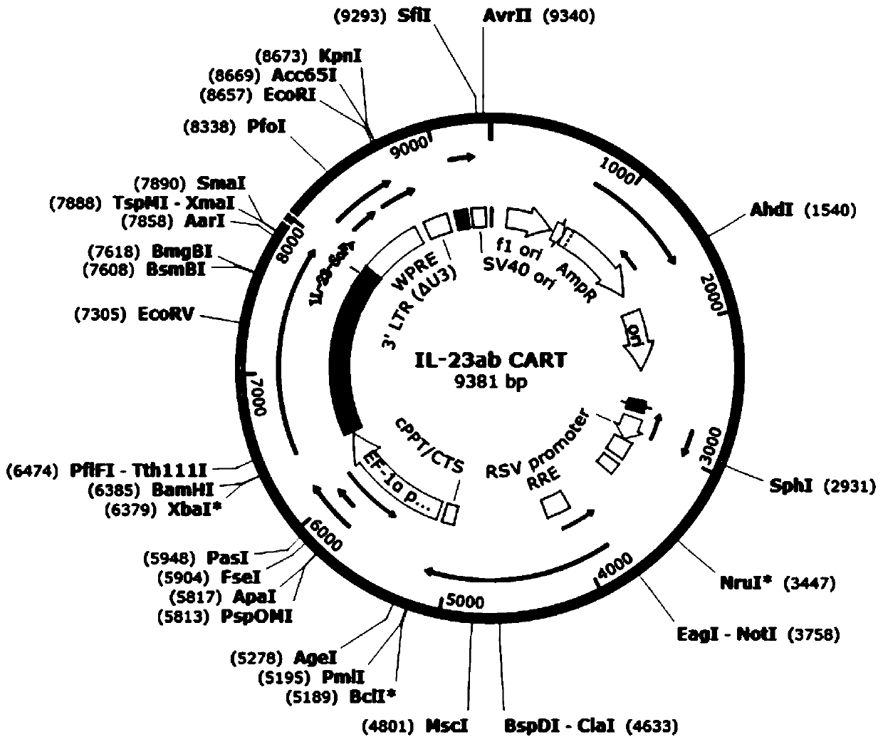 Prostate cancer-targeting CAR-T cell drug capable of secreting IL-23 antibody