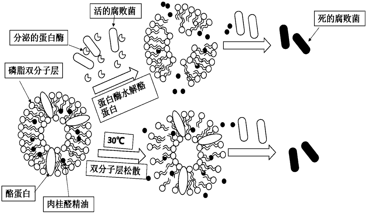 Preparation method of cinnamaldehyde essential oil liposome antibacterial double-layer membrane with regulated releasing