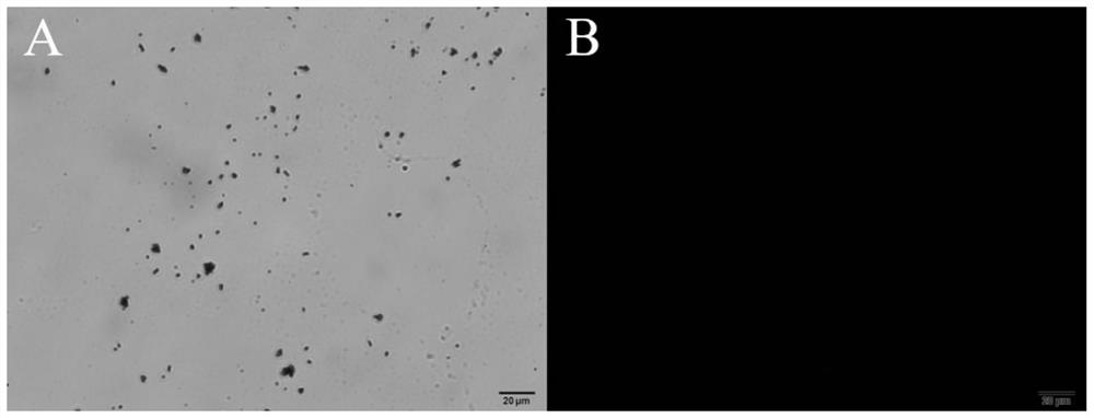 A kind of preparation method of covalent organic framework encapsulated enzyme