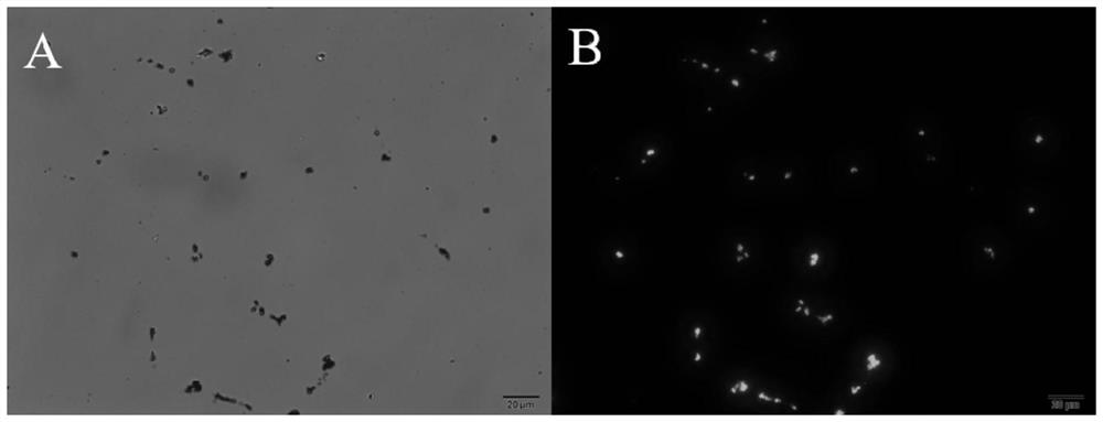 A kind of preparation method of covalent organic framework encapsulated enzyme