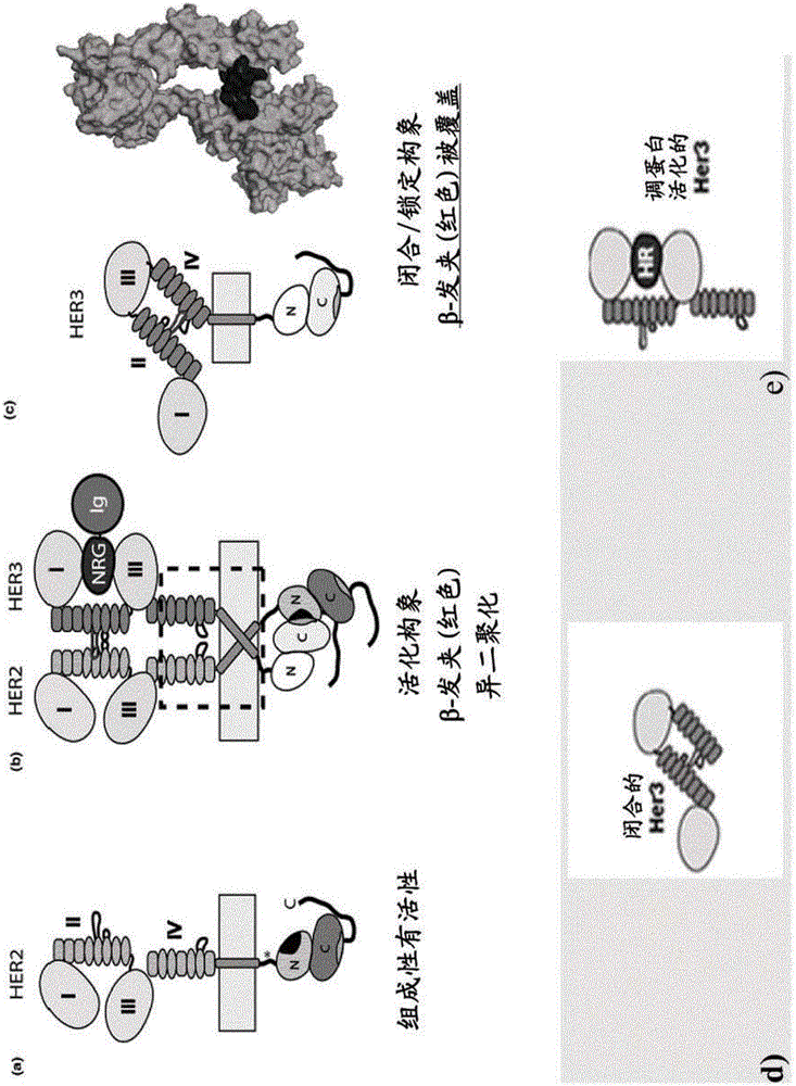 Her3/her2 bispecific antibodies binding to the beta-hairpin of her3 and domain ii of her2