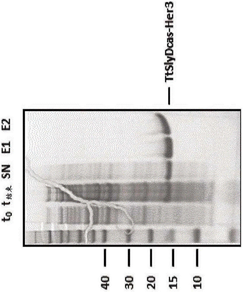 Her3/her2 bispecific antibodies binding to the beta-hairpin of her3 and domain ii of her2