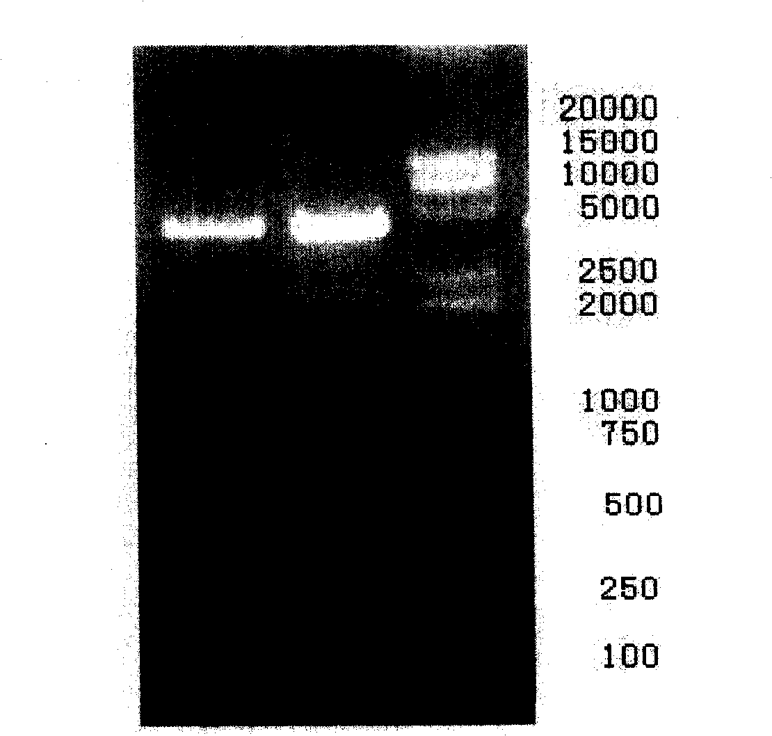 Recombinant plasmid containing effective B cell activation factor gene promotor and its preparation method and uses