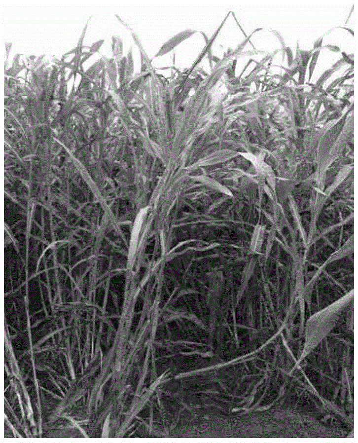 A kind of cultivation method of perennial forage corn