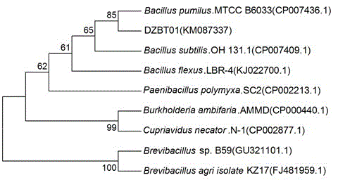 Eucommia ulmoides endogenous bacillus pumilus and application thereof
