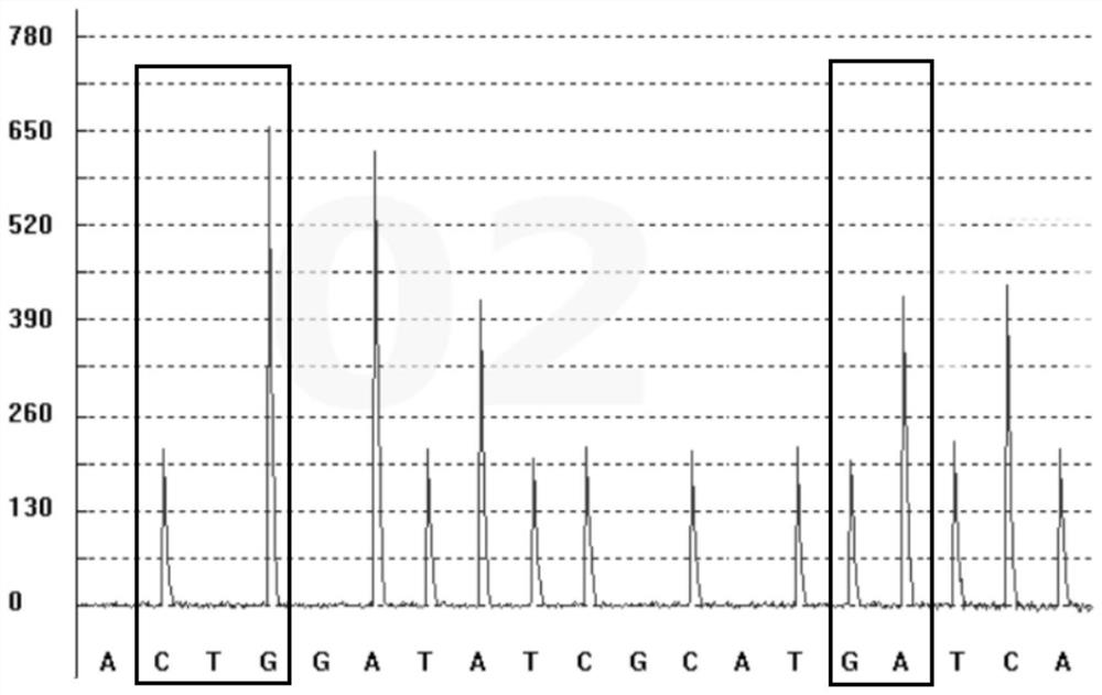 Detection kit for citalopram and escitalopram metabolic markers and detection method and application thereof