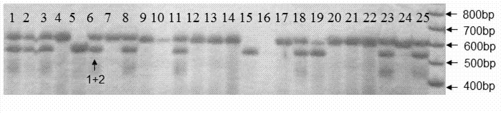 SSR-labeled fingerprint of shiitake mushroom Minfeng No.1 strain, and application thereof