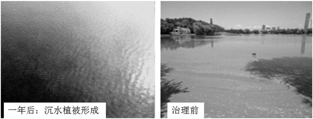 Method for promoting natural growth of submerged plants by increasing transparency of black and odorous water body