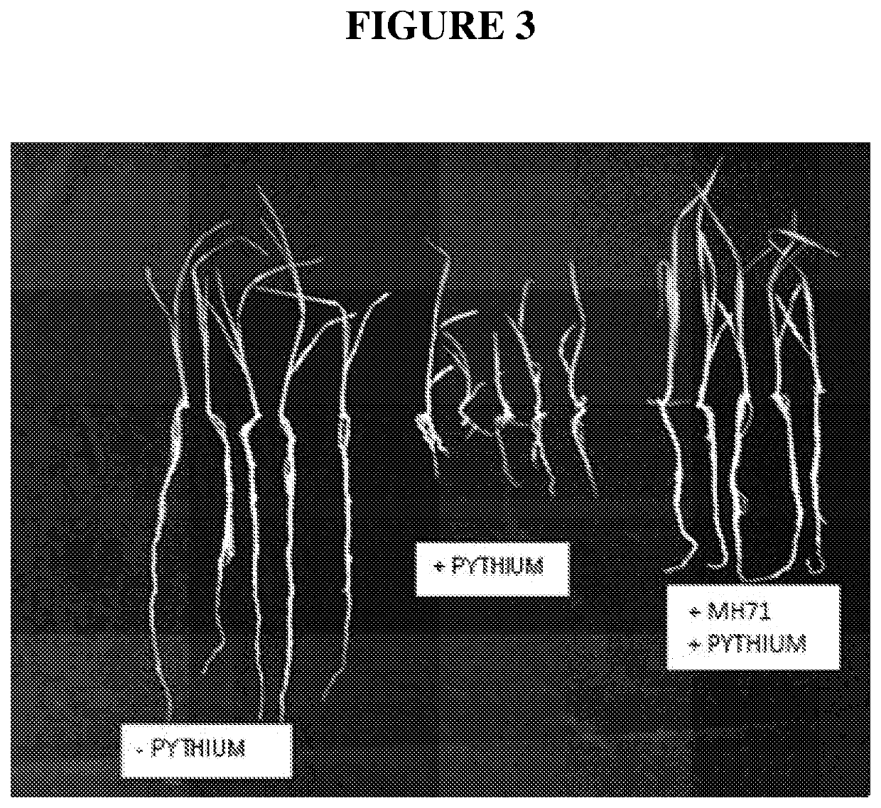 Methods and compositions for the biological control of plant pathogens