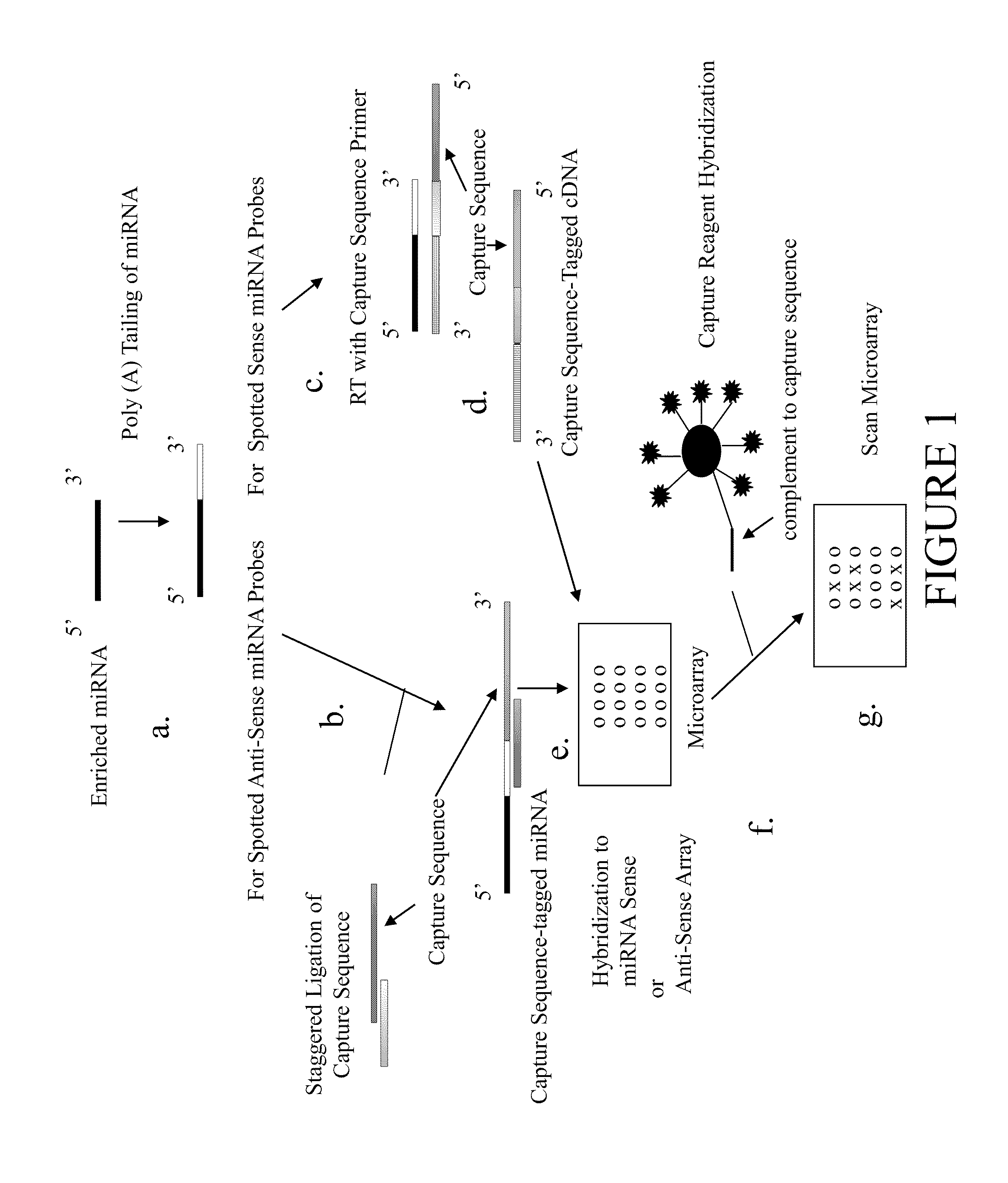 Methods for Detection of Micro RNA Molecules