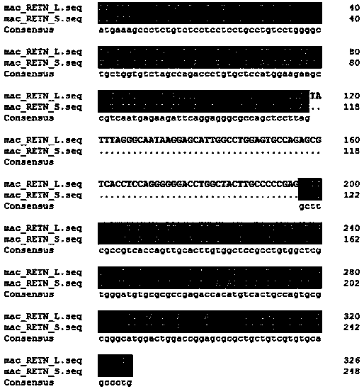 A method for constructing a lentiviral vector carrying rhesus monkey resistin splice body gene