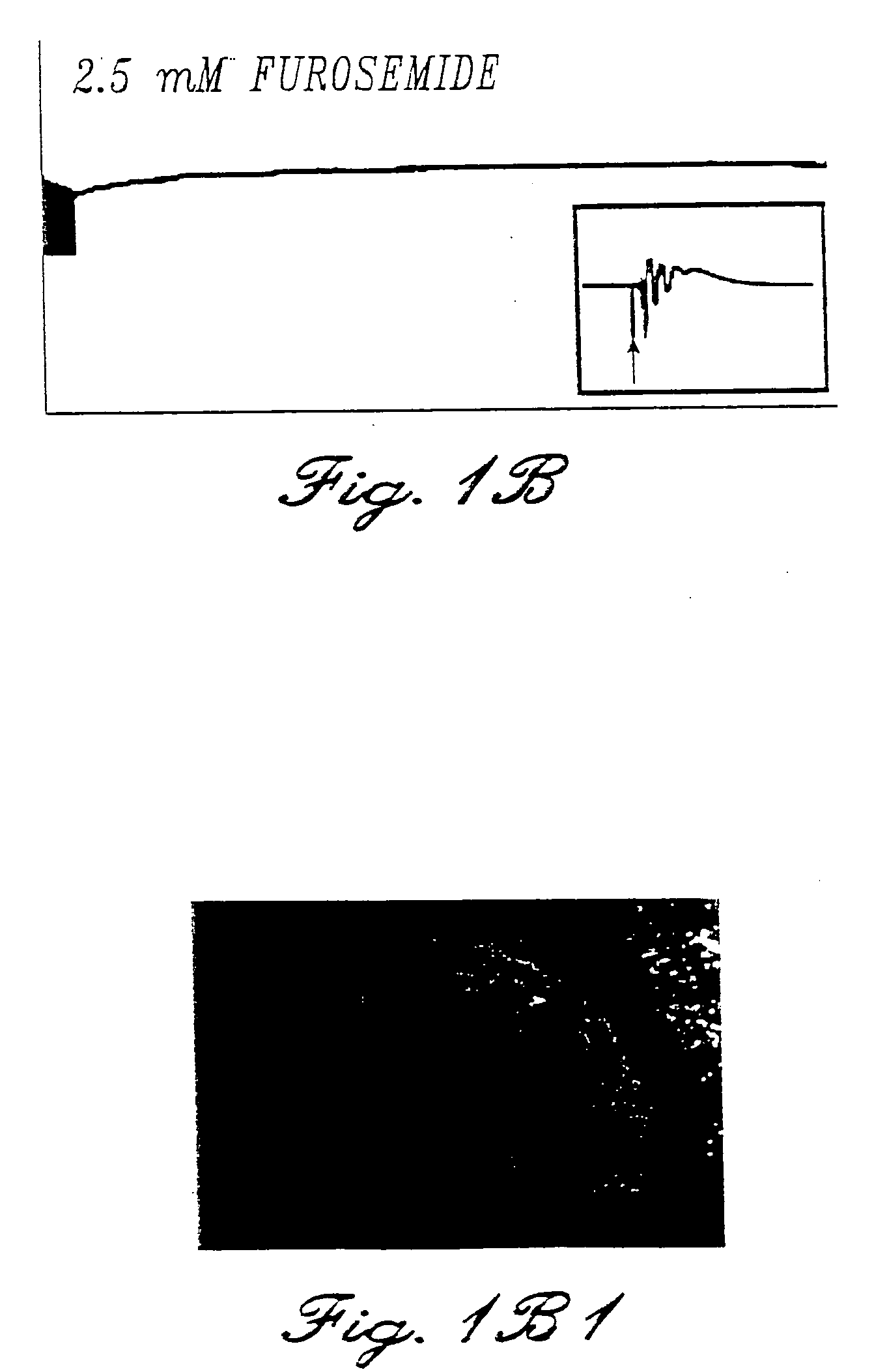 Methods and compositions for the treatment of neuropathic pain and neuropsychiatric disorders