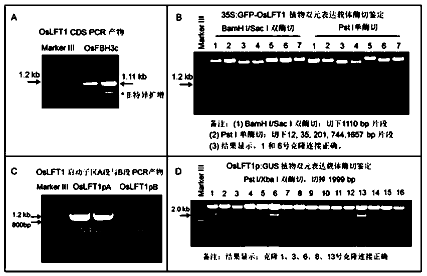 Rice flowering phase control protein and application thereof in breeding
