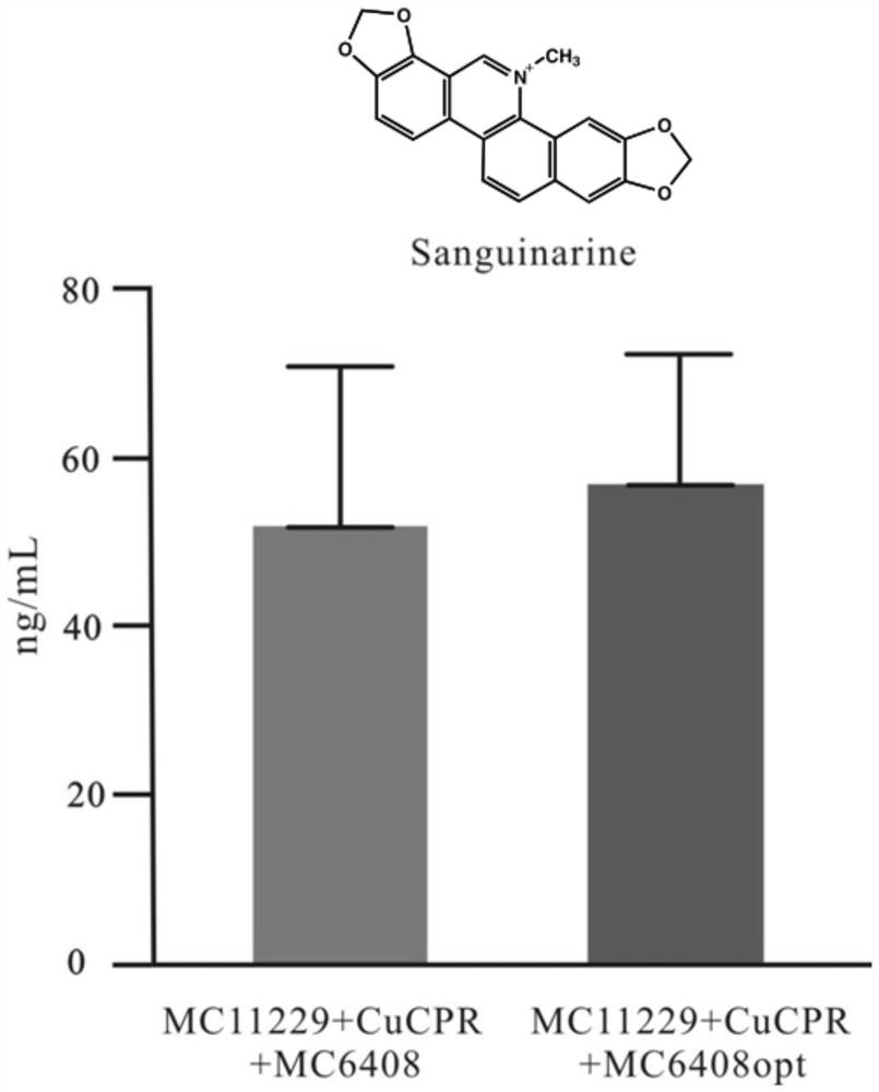 Optimized Sequence of Boluohui Dihydrotriphenanthridine Oxidase Gene and Its Application