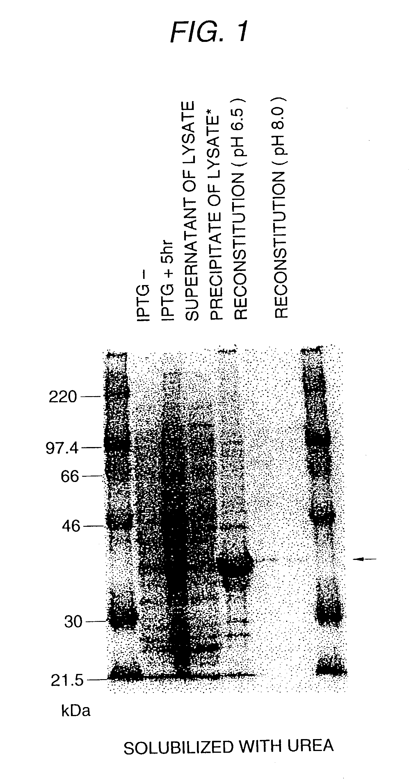 Polypeptide, cDNA encoding the same, and use of them