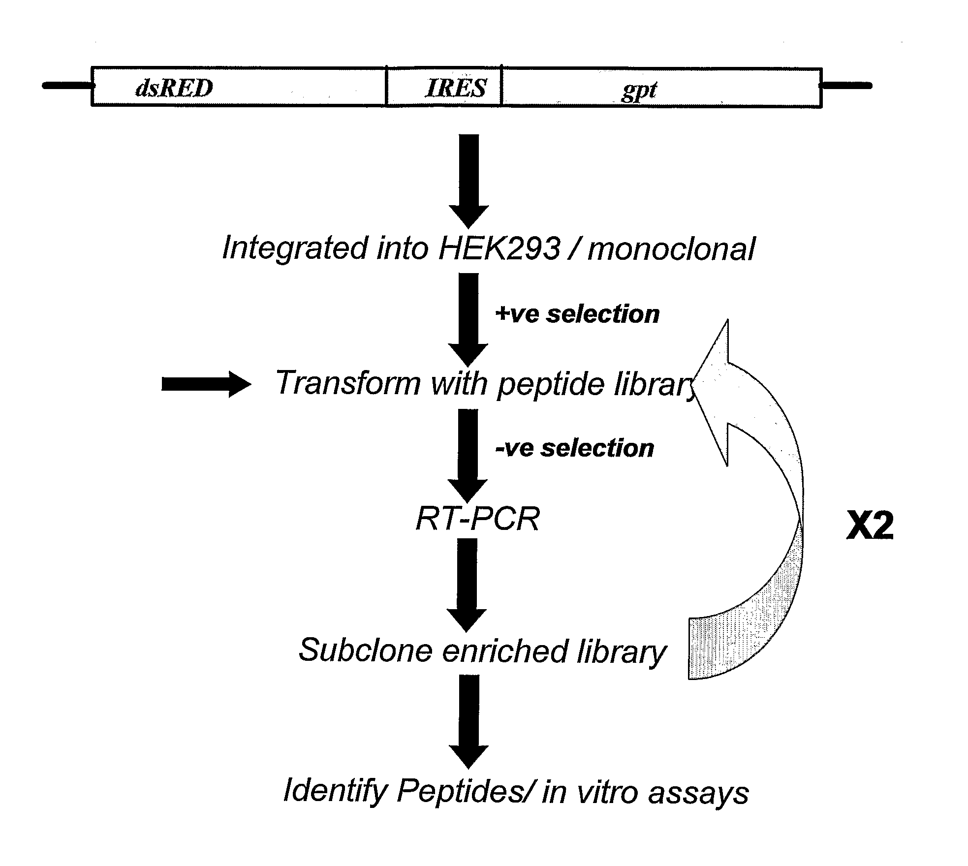 Isolation of Inhibitors of IRES-Mediated Translation