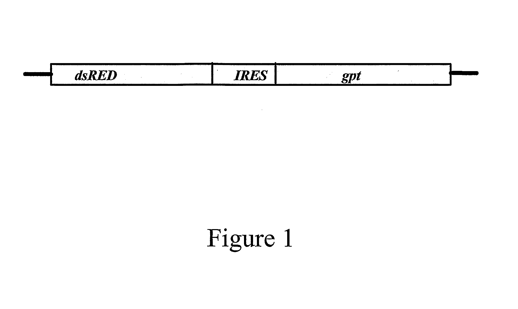 Isolation of Inhibitors of IRES-Mediated Translation