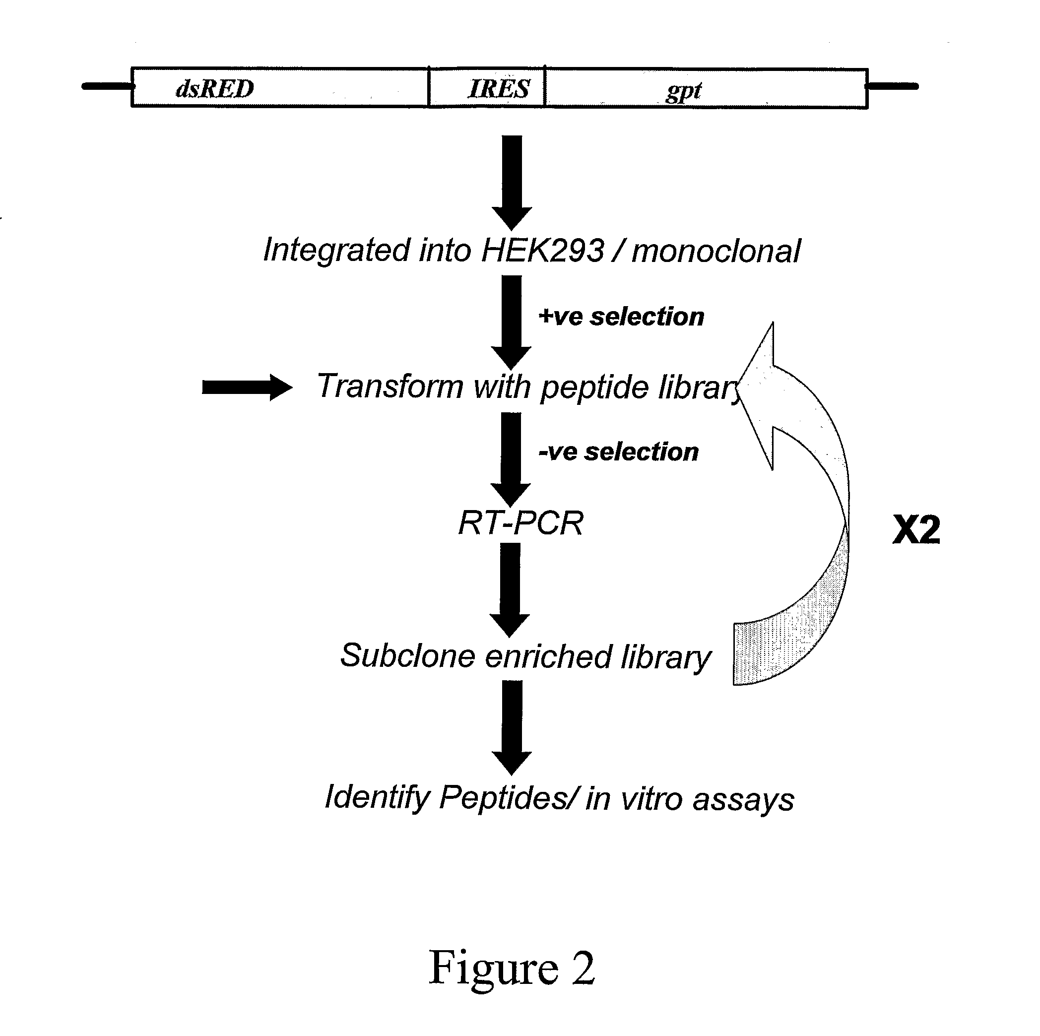 Isolation of Inhibitors of IRES-Mediated Translation