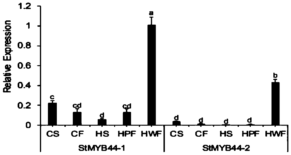 Potato tuber anthocyanin synthesis transcription inhibitor StMYB44-1 and application thereof