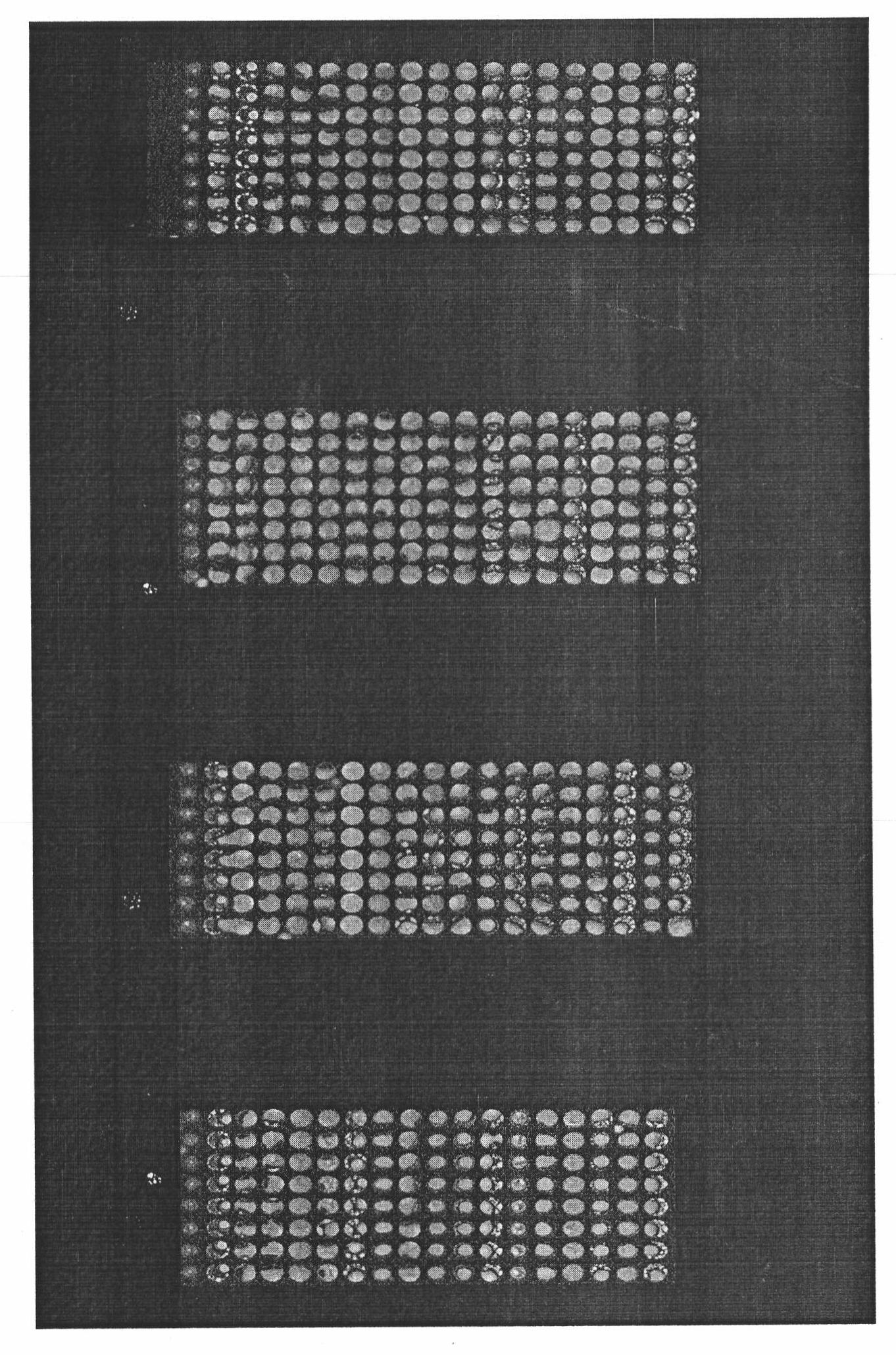 Phytoplasma probe, gene chip and method for detecting phytoplasma