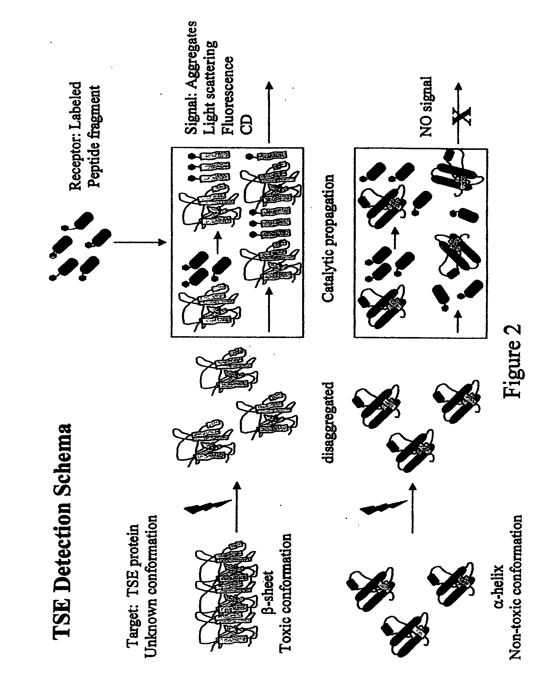 Immobilized probes and methods of detecting conformationally altered prion proteins