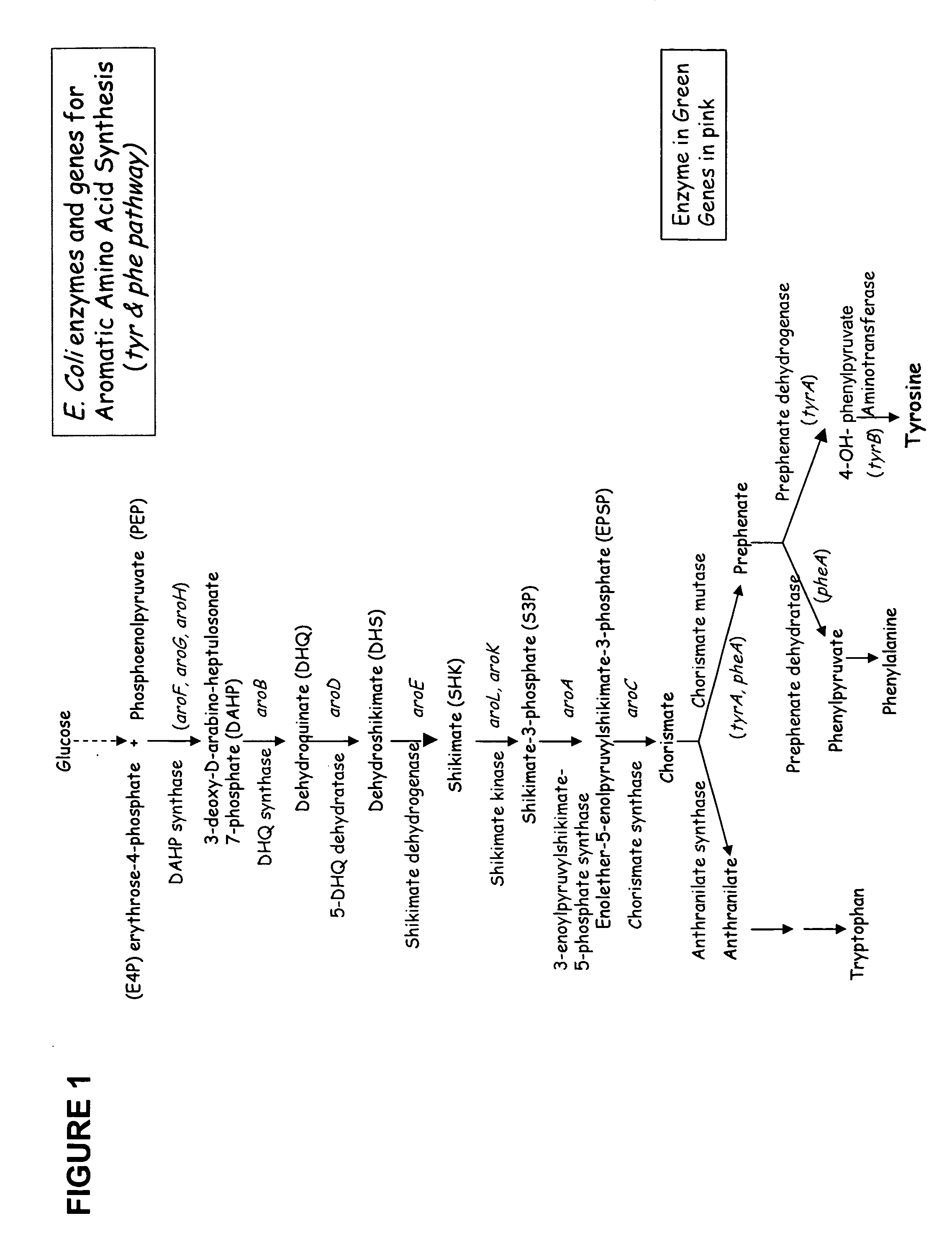 Method of production of para-hydroxycinnamic acid