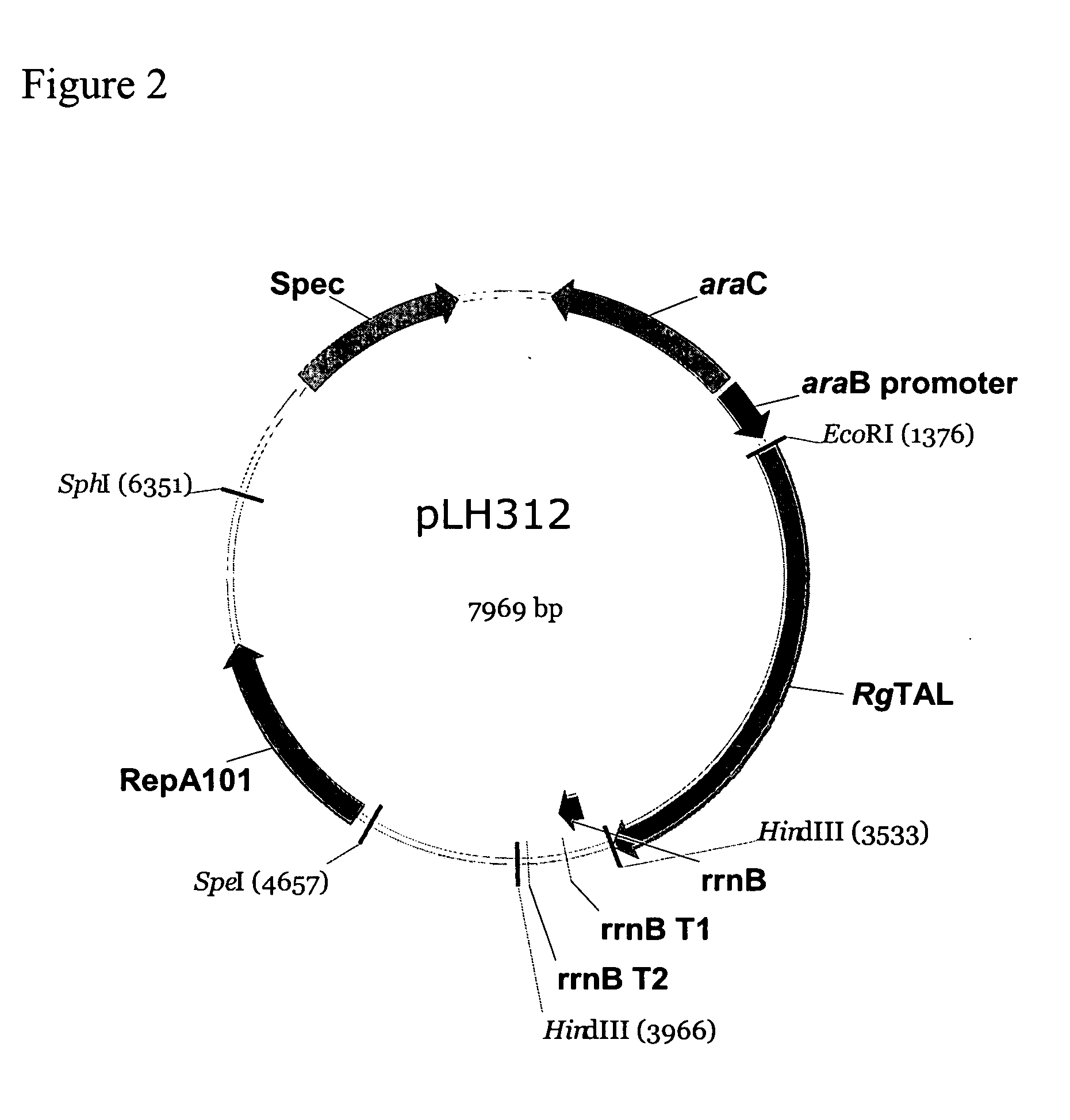 Method of production of para-hydroxycinnamic acid