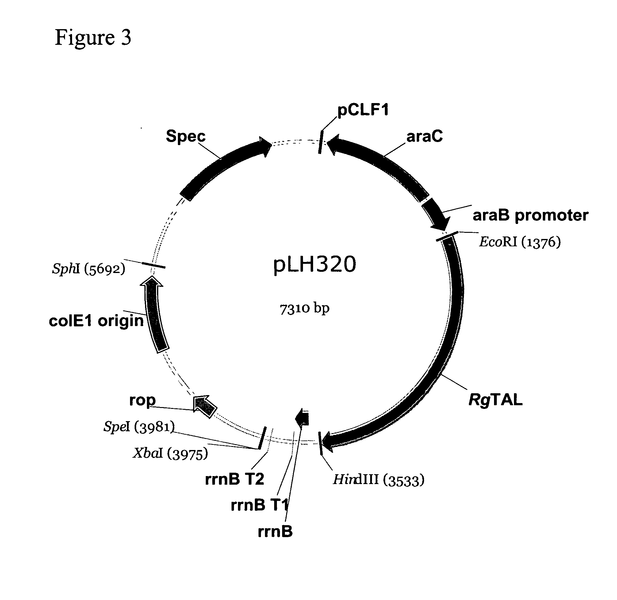 Method of production of para-hydroxycinnamic acid