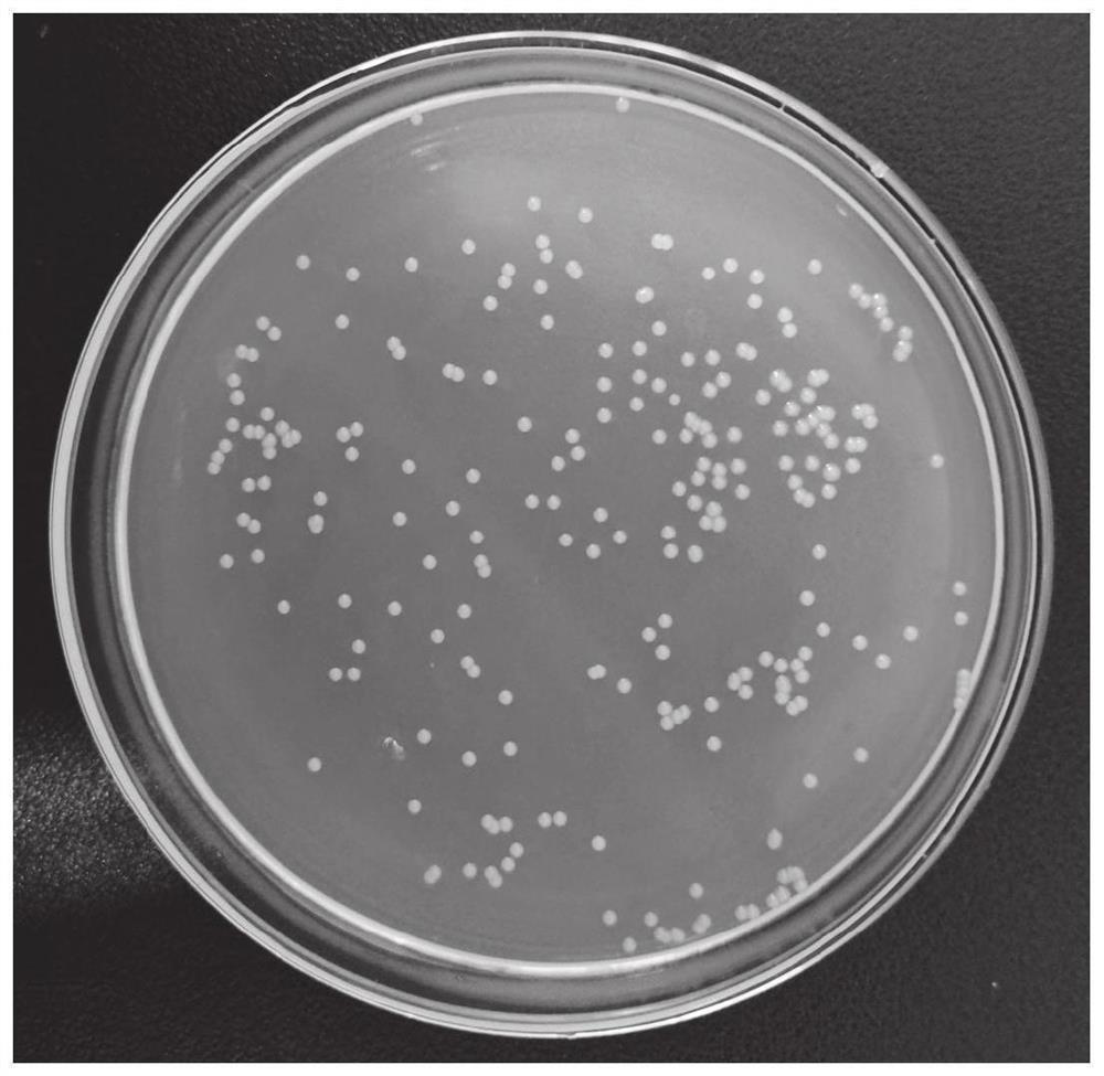 Agrobacterium sp. DP3, microbial agent comprising Agrobacterium sp. DP3 and application in field of biological fertilizer preparation