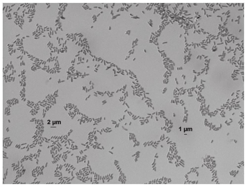 Agrobacterium sp. DP3, microbial agent comprising Agrobacterium sp. DP3 and application in field of biological fertilizer preparation