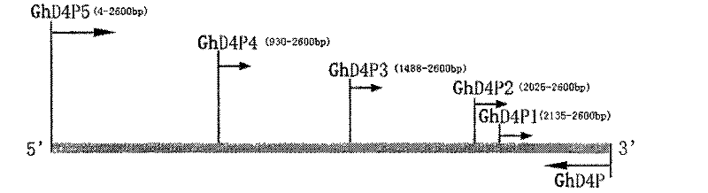 Promoter of Cotton Brassinolide Synthase ghdwf4 Gene and Its Application