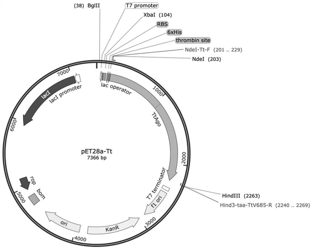 Gene editing application of prokaryotic Argonaute protein