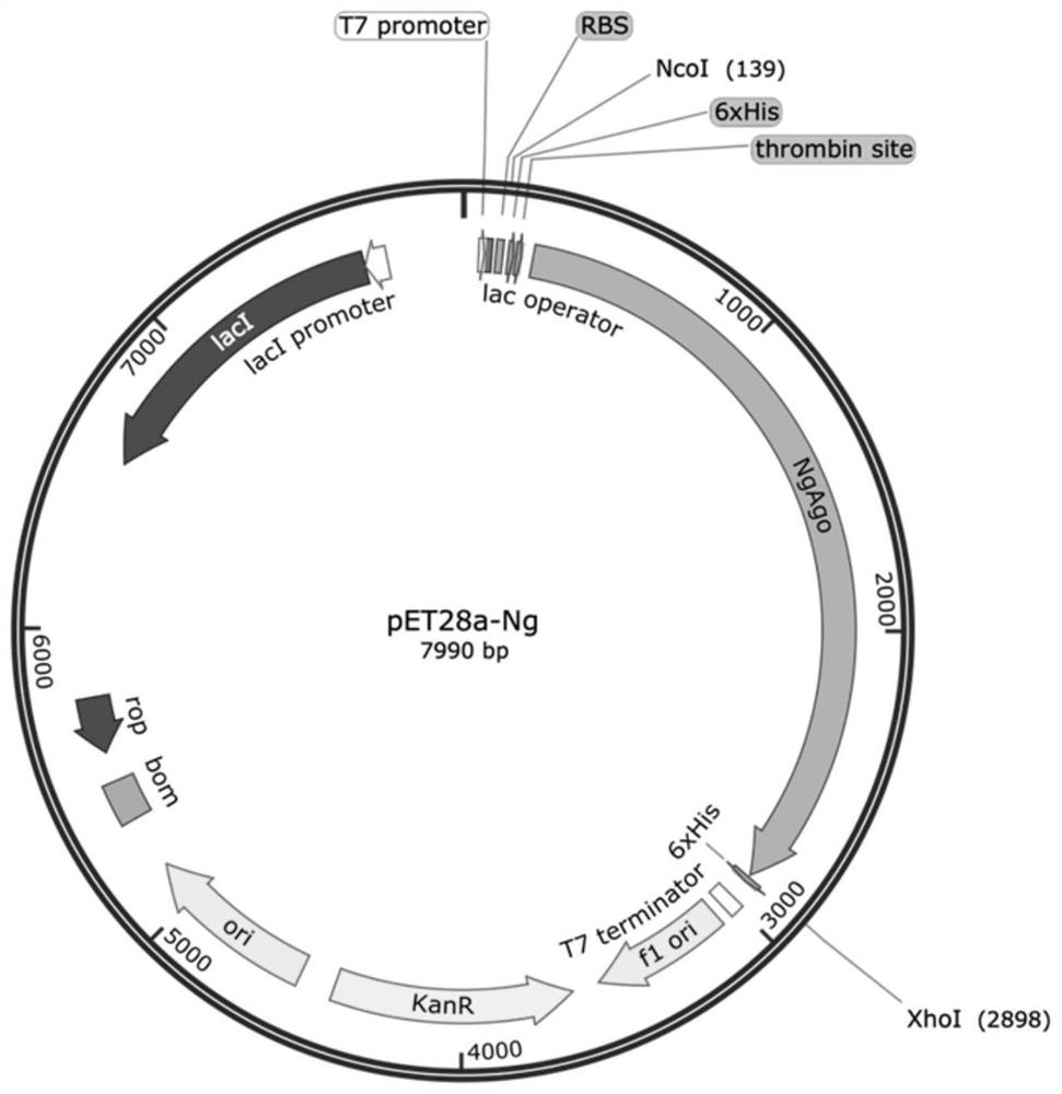 Gene editing application of prokaryotic Argonaute protein