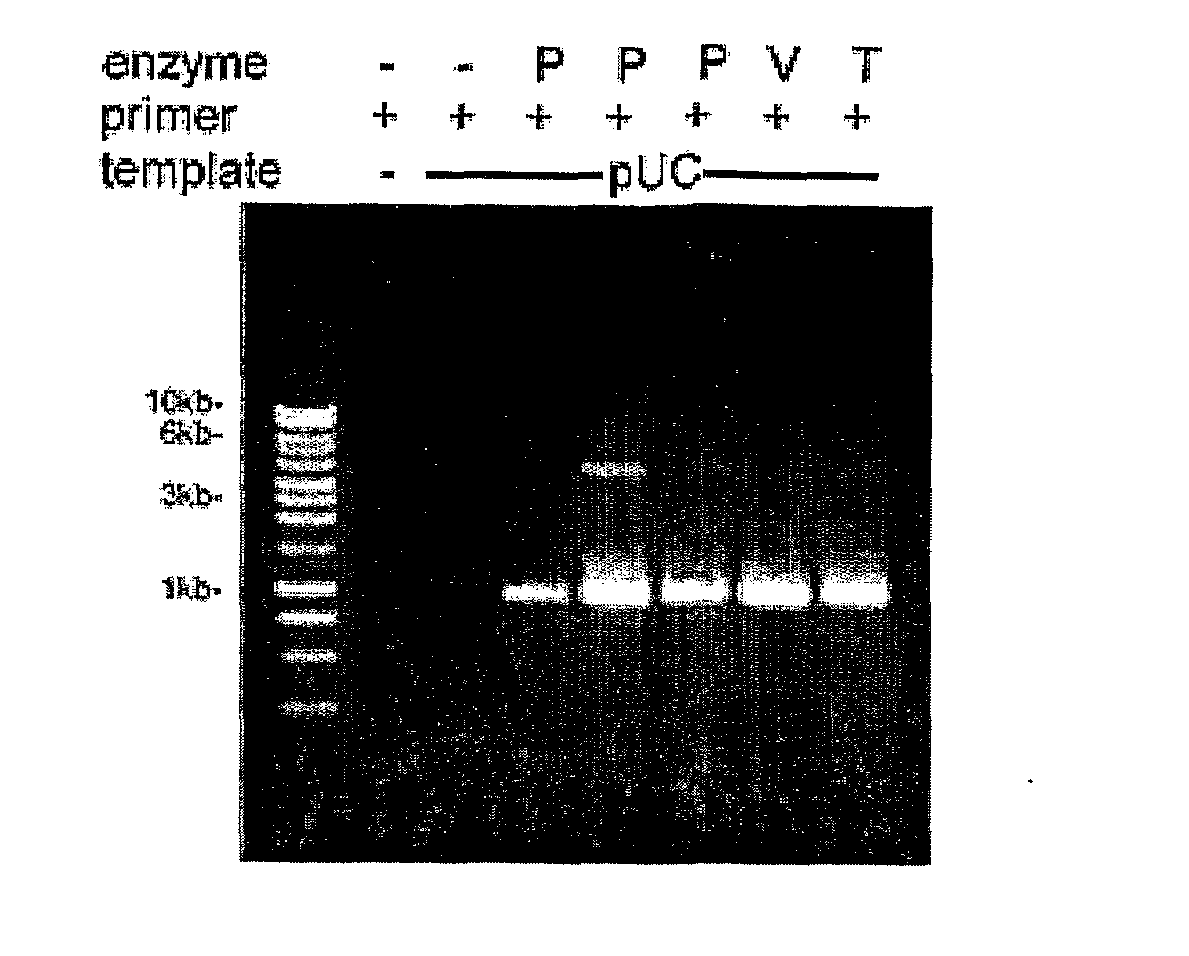 Thermostable Viral Polymerases and Methods of Use