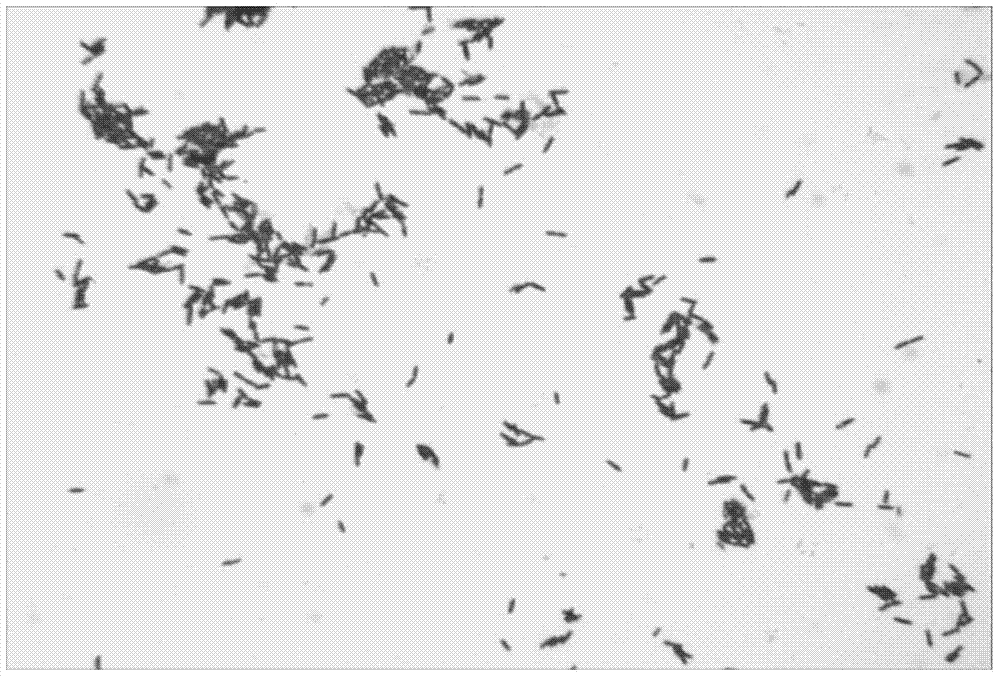 Bacillus licheniformis UTM104 for producing pyrethroid hydrolase and application of bacillus licheniformis UTM104