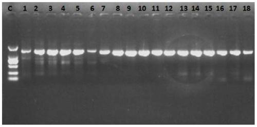 Primers and method for amplifying star-headed woodpecker magnetoreceptor protein gene isca1 fragment