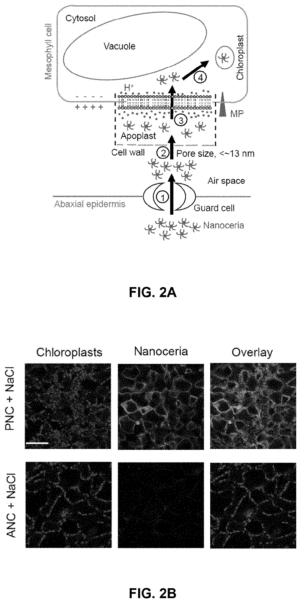 Nanoceria augmentation of plant photosynthesis under abiotic stress