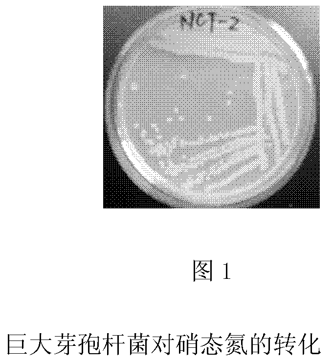 Assimilated nitrate nitrogen strain and application thereof