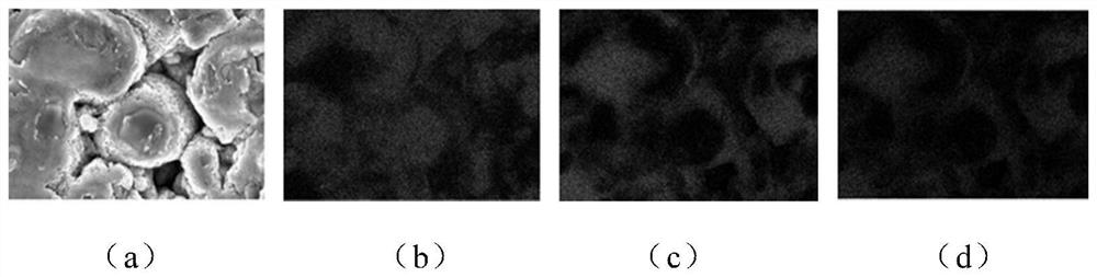 Positive electrode and electrochemical device and electronic device containing same