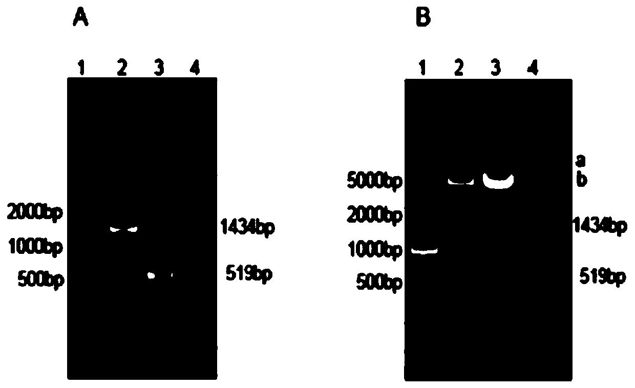 Canine adenovirus type I subunit vaccine and preparation method thereof