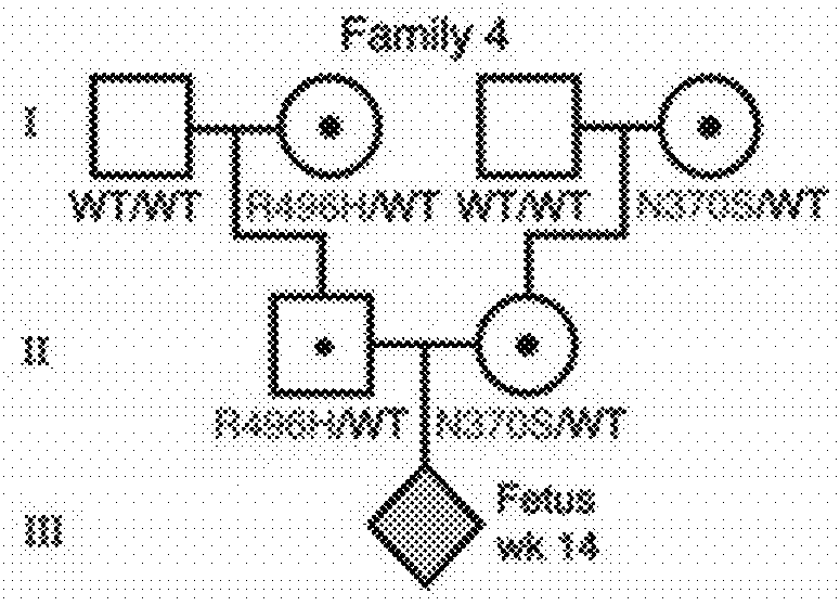 Fetal haplotype identification