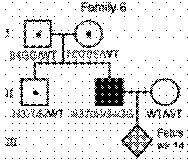 Fetal haplotype identification