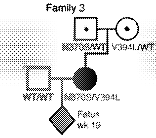 Fetal haplotype identification