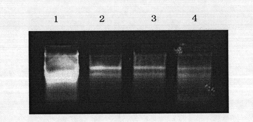 Protein, coding genes and application thereof