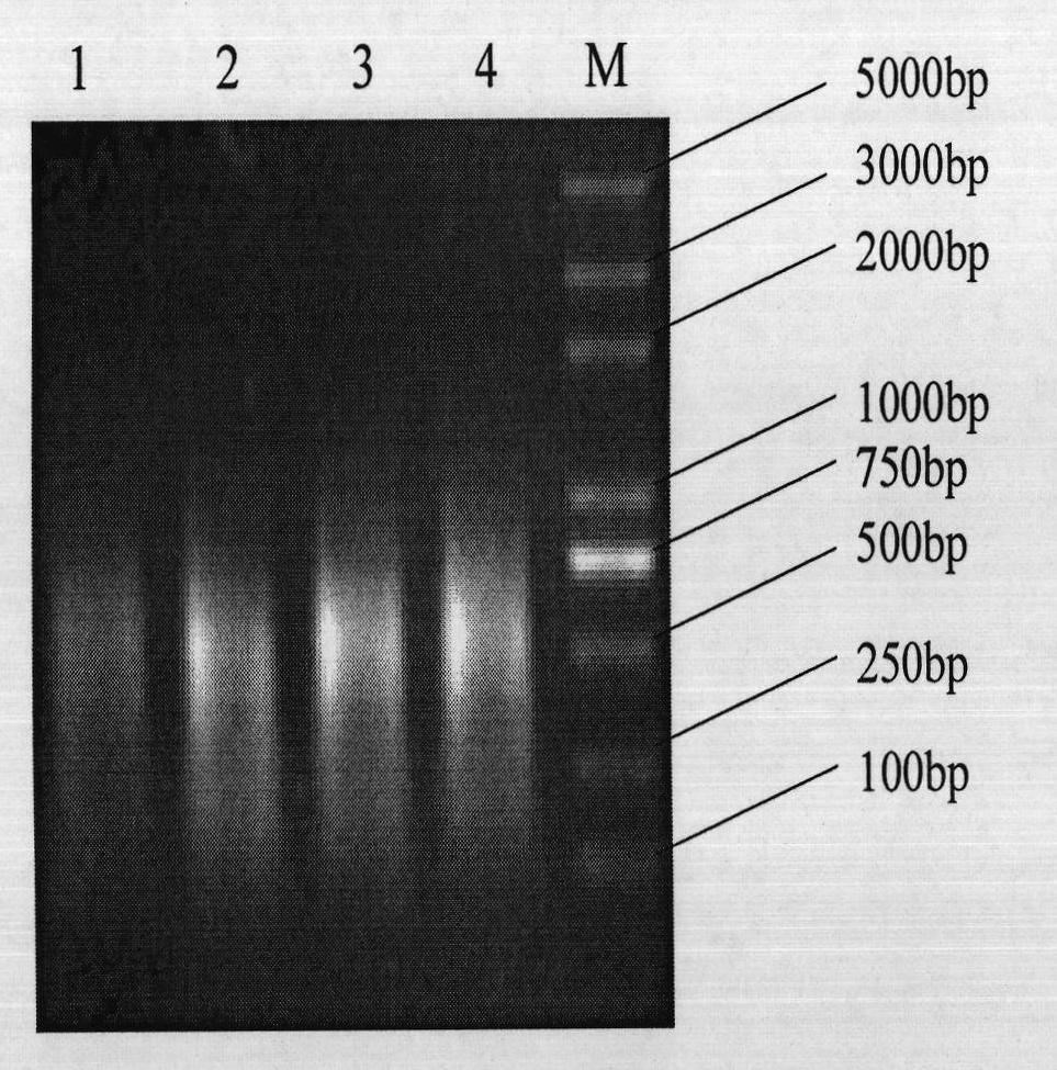 Protein, coding genes and application thereof