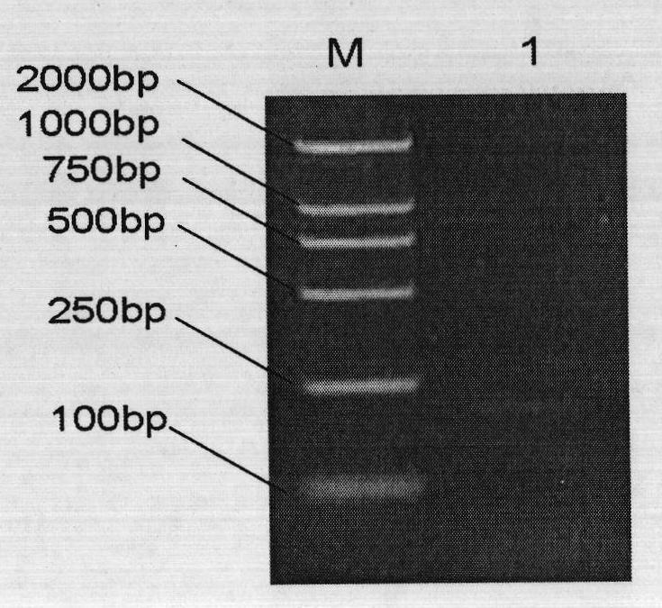 Protein, coding genes and application thereof
