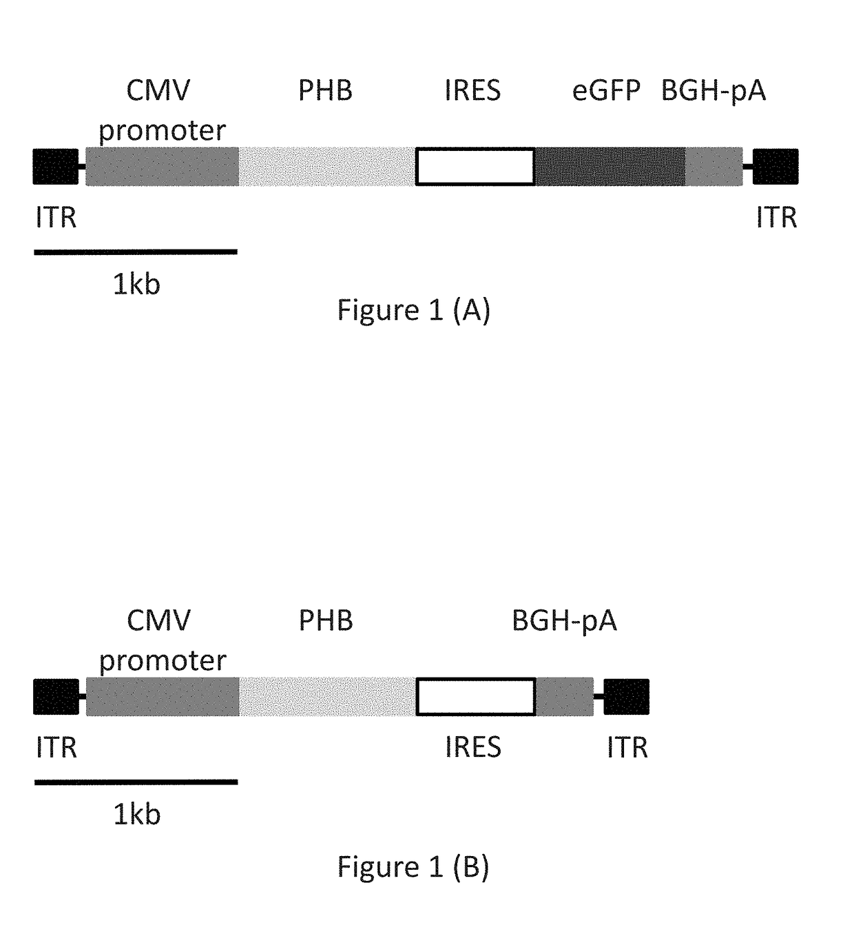 Gene therapy for Alzheimer's and other neurodegenerative diseases and conditions